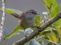 Isthmian Wren - Esquinas Rainforest Lodge - Puntarenas - Costa Rica, March 13, 2023