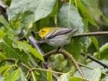 Black-throated Green Warbler - Restaurante Almo de Arbol - San Jose - Costa Rica, March 9, 2023