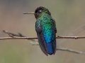 Talamaca Hummingbird - Savegre Valley--Miriam's Restaurant - San Jose - Costa Rica, March 7, 2023