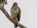 Broad-winged Hawk - Reserva El Copal (Tausito) Cartago, Costa Rica , March 6, 2023