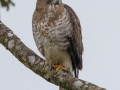 Broad-winged Hawk - Reserva El Copal (Tausito) Cartago, Costa Rica , March 6, 2023