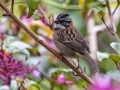 Rufous-collared Sparrow - Savegre Valley--Miriam's Restaurant - San Jose - Costa Rica, March 7, 2023