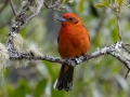 Flame-colored Tanager  - Savegre Valley--Miriam's Restaurant - San Jose - Costa Rica, March 7, 2023