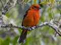 Flame-colored Tanager  - Savegre Valley--Miriam's Restaurant - San Jose - Costa Rica, March 7, 2023
