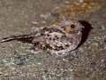 Common Pauraque - Esquinas Rainforest Lodge - Puntarenas - Costa Rica, March 13, 2023 - Nocturnal