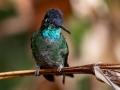 Talamaca Hummingbird - Savegre Valley--Miriam's Restaurant - San Jose - Costa Rica, March 7, 2023