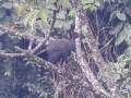 Crested Guan -  Reserva El Copal - Tausito - Cartago - Costa Rica, March 6, 2023