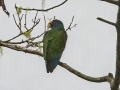 White-crowned Parrot - Rancho Naturalista - Cartago - CR, March 5, 2023