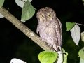 Tropical Screech-Owl - Esquinas Rainforest Lodge - Puntarenas - Costa Rica, March 13, 2023 - Nocturnal