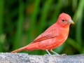 Summer Tanager - Hotel Robledal - Alajuela - Costa Rica, March 4, 2023