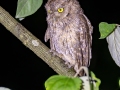 Tropical Screech-Owl - Esquinas Rainforest Lodge - Puntarenas - Costa Rica, March 13, 2023 - Nocturnal