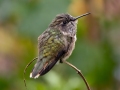 Volcano Hummingbird (Heliotrope-throated)  - Savegre Valley--Miriam's Restaurant - San Jose - Costa Rica, March 7, 2023