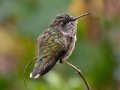 Volcano Hummingbird (Heliotrope-throated)  - Savegre Valley--Miriam's Restaurant - San Jose - Costa Rica, March 7, 2023