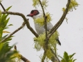 Masked Tityra - Rancho Naturalista - Cartago - CR, March 5, 2023