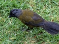 Large-footed Finch - Savegre Valley--Miriam's Restaurant - San Jose - Costa Rica, March 7, 2023