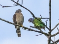 Double-toothed Kite with Blue-headed Parrot - Esquinas Rainforest Lodge, Puntarenas, Costa Rica, March 14, 2023