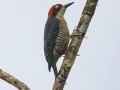 Black-cheeked Woodpecker -  Rancho Naturalista - Cartago, CR, March 5, 2023
