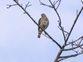Double-toothed Kite - Esquinas Rainforest Lodge - Puntarenas - Costa Rica, March 14, 2023