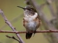 Volcano Hummingbird (Heliotrope-throated)  - Savegre Valley--Miriam's Restaurant - San Jose - Costa Rica, March 7, 2023