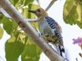 Hoffmann's Woodpecker - Hotel Robledal - Alajuela - Costa Rica, March 4, 2023
