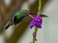 Rufous-tailed Hummingbird - Reserva El Copal (Tausito), Cartago, Costa Rica, March 6, 2023
