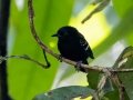 Dot-winged Antwren - Esquinas Rainforest Lodge - Puntarenas - Costa Rica, March 14, 2023