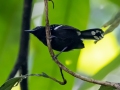 Dot-winged Antwren - Esquinas Rainforest Lodge - Puntarenas - Costa Rica, March 14, 2023