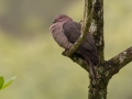 Short-billed Pigeon -  Reserva El Copal - Tausito - Cartago - Costa Rica, March 6, 2023