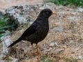 Sooty Thrush - Savegre Valley--Miriam's Restaurant - San Jose - Costa Rica, March 7, 2023