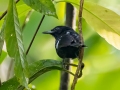 Dot-winged Antwren - Esquinas Rainforest Lodge - Puntarenas - Costa Rica, March 14, 2023