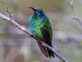 Lesser Violetear - Savegre Valley--Miriam's Restaurant - San Jose - Costa Rica, March 7, 2023