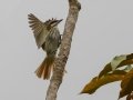 Streaked Flycatcher - Talari Mountain Lodge - San Jose - Costa Rica, March 11, 2023