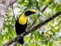 Yellow-throated Toucan - Talari Mountain Lodge - San Jose - Costa Rica, March 11, 2023
