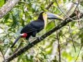 Yellow-throated Toucan - Talari Mountain Lodge - San Jose - Costa Rica, March 11, 2023