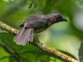 Black-cheeked Ant-Tanager - Esquinas Rainforest Lodge, Puntarenas, Costa Rica, March 14, 2023