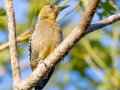 Hoffmann's Woodpecker - Hotel Robledal - Alajuela - Costa Rica, March 4, 2023