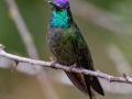 Talamaca Hummingbird - Savegre Valley--Miriam's Restaurant - San Jose - Costa Rica, March 7, 2023