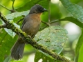 Black-cheeked Ant-Tanager - Esquinas Rainforest Lodge, Puntarenas, Costa Rica, March 14, 2023