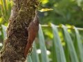 Streak-headed Woodcreeper - Esquinas Rainforest Lodge - Puntarenas - Costa Rica, March 14, 2023