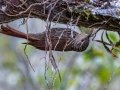 Spot-crowned Woodcreeper - Savegre Valley--Miriam's Restaurant - San Jose - Costa Rica, March 7, 2023