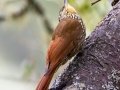 Spot-crowned Woodcreeper - Savegre Valley--Miriam's Restaurant - San Jose - Costa Rica, March 7, 2023
