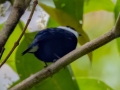 White-ruffed Manakin -  Reserva El Copal - Tausito - Cartago - Costa Rica, March 6, 2023