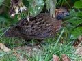 Spotted Wood-Quail  - Savegre Valley--Miriam's Restaurant - San Jose - Costa Rica, March 7, 2023