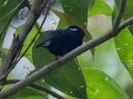 White-ruffed Manakin -  Reserva El Copal - Tausito - Cartago - Costa Rica, March 6, 2023