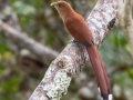 Squirrel Cuckoo - Los Cusingos - San Jose - Costa Rica, March 12, 2023