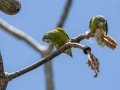 Orange-chinned Parakeets - Esquinas Rainforest Lodge - Puntarenas - Costa Rica, March 14, 2023