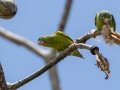 Orange-chinned Parakeets - Esquinas Rainforest Lodge - Puntarenas - Costa Rica, March 14, 2023