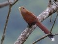 Squirrel Cuckoo - Los Cusingos - San Jose - Costa Rica, March 12, 2023
