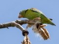 Orange-chinned Parakeets - Esquinas Rainforest Lodge - Puntarenas - Costa Rica, March 14, 2023
