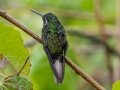 White=throated Mountain-gem (Gray-tailed) - Batsú Gardens, Savegre, San José, Costa Rica, March 9, 2023